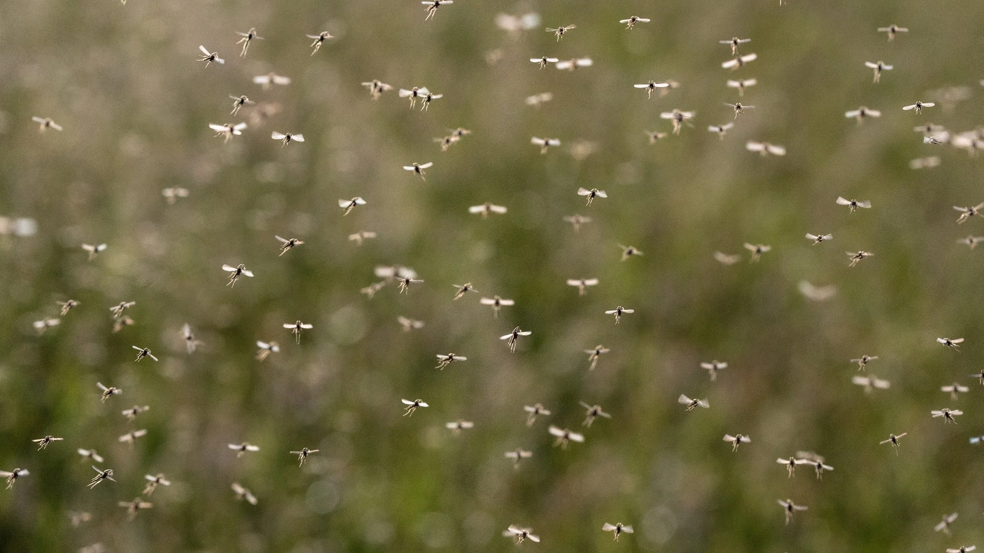 Mosquitos and You | Tuff Turf