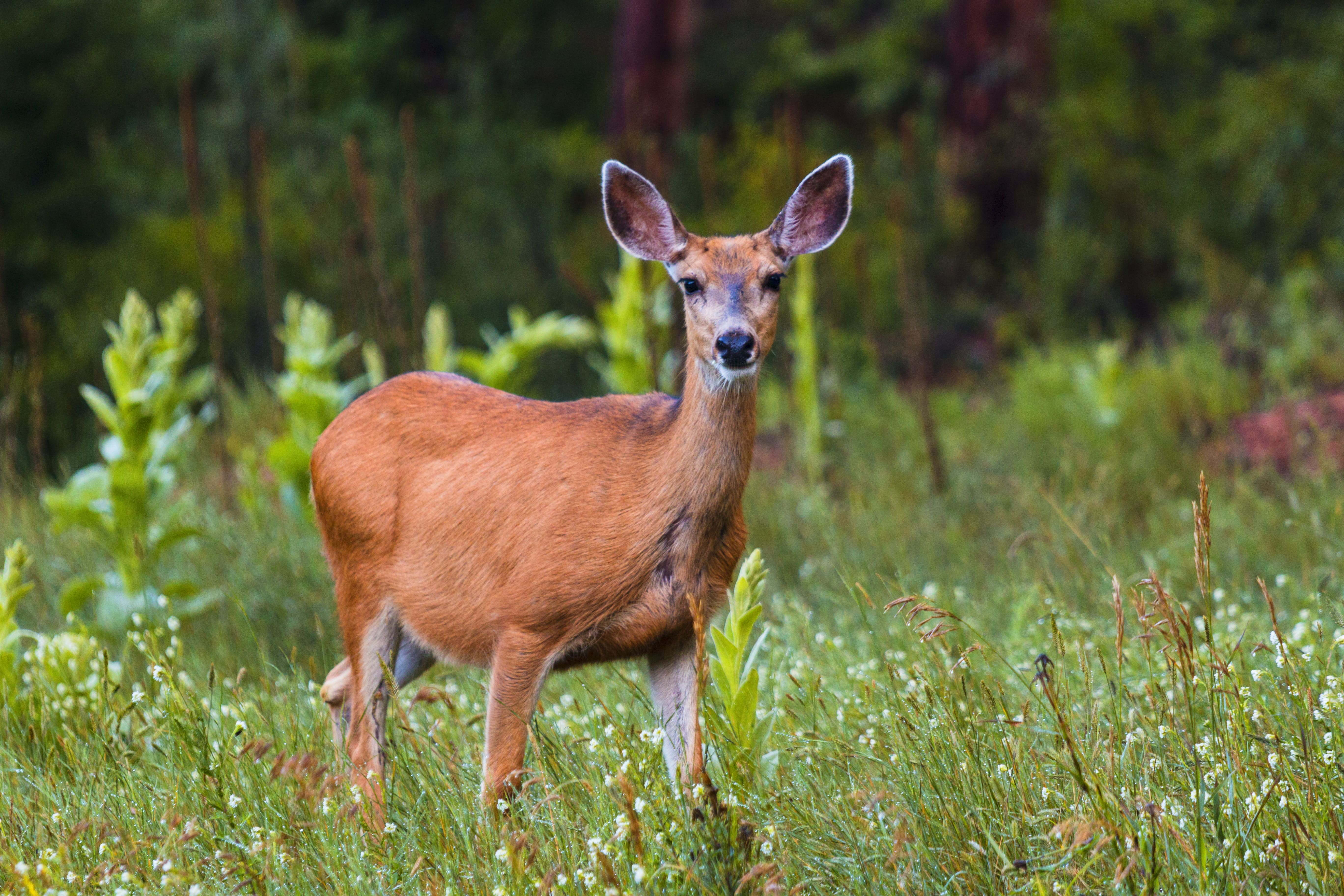 Deer in yard - landscape damage prevention