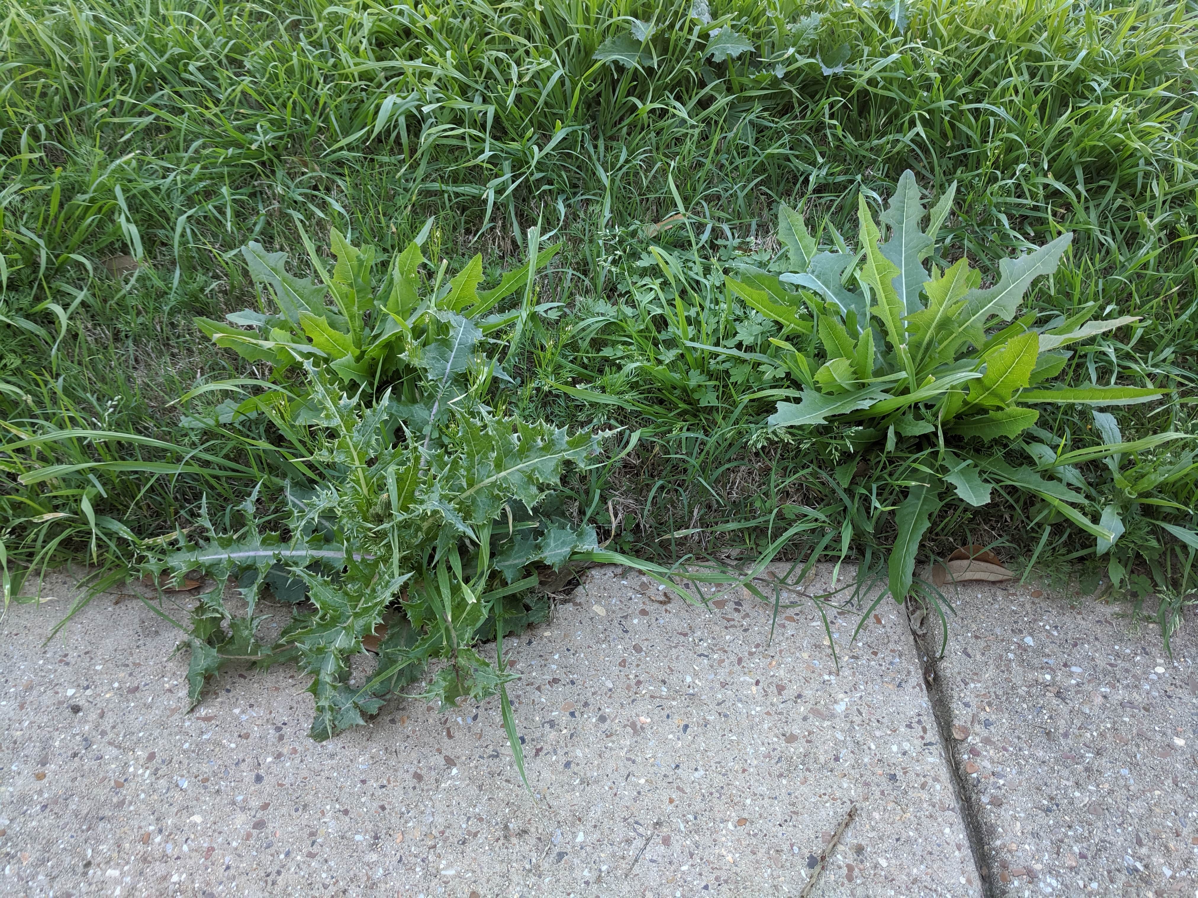 Weeds in landscape bed along sidewalk edge