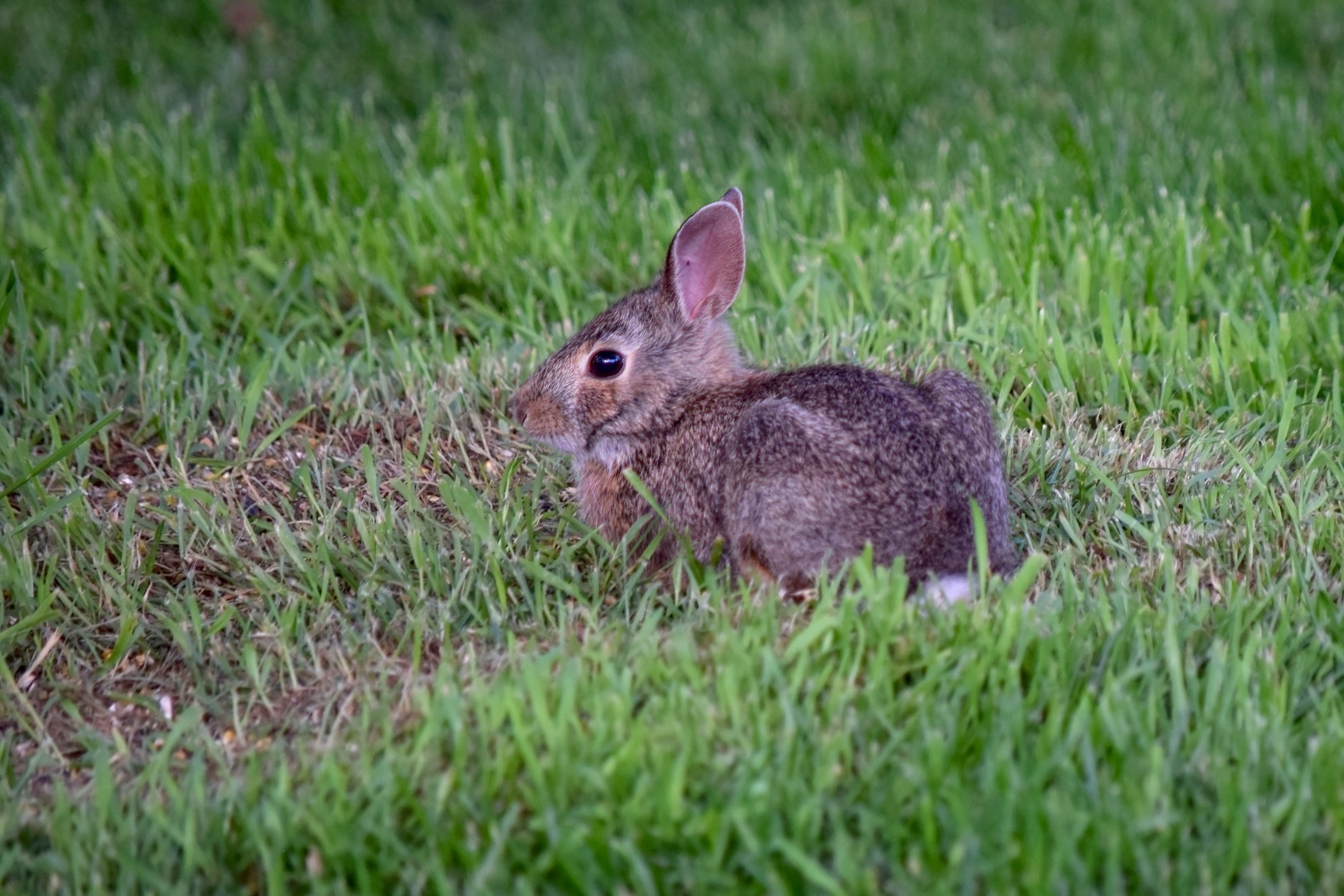 Rabbit on lawn - landscape protection