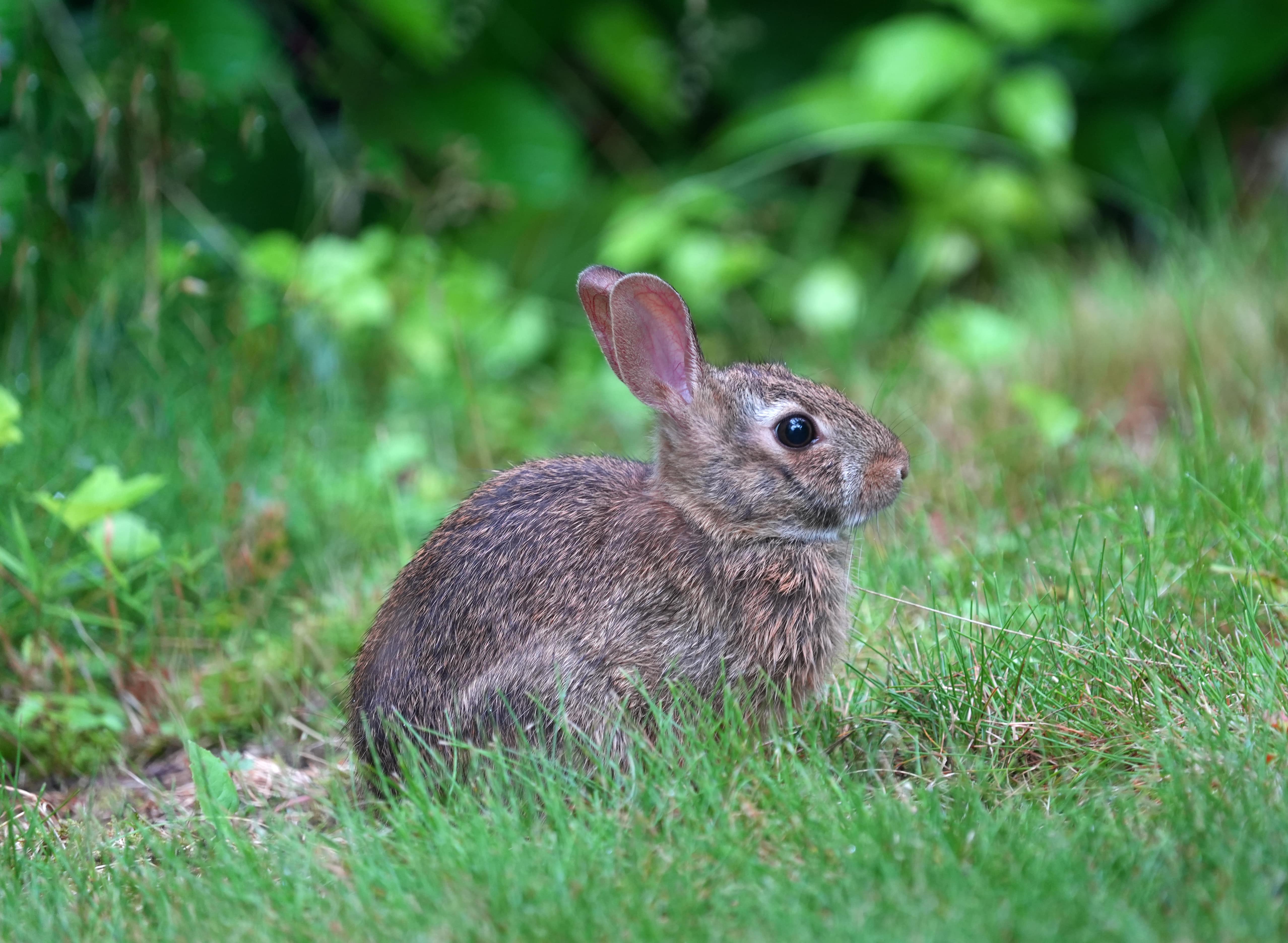 Rabbit in grass - professional rabbit control
