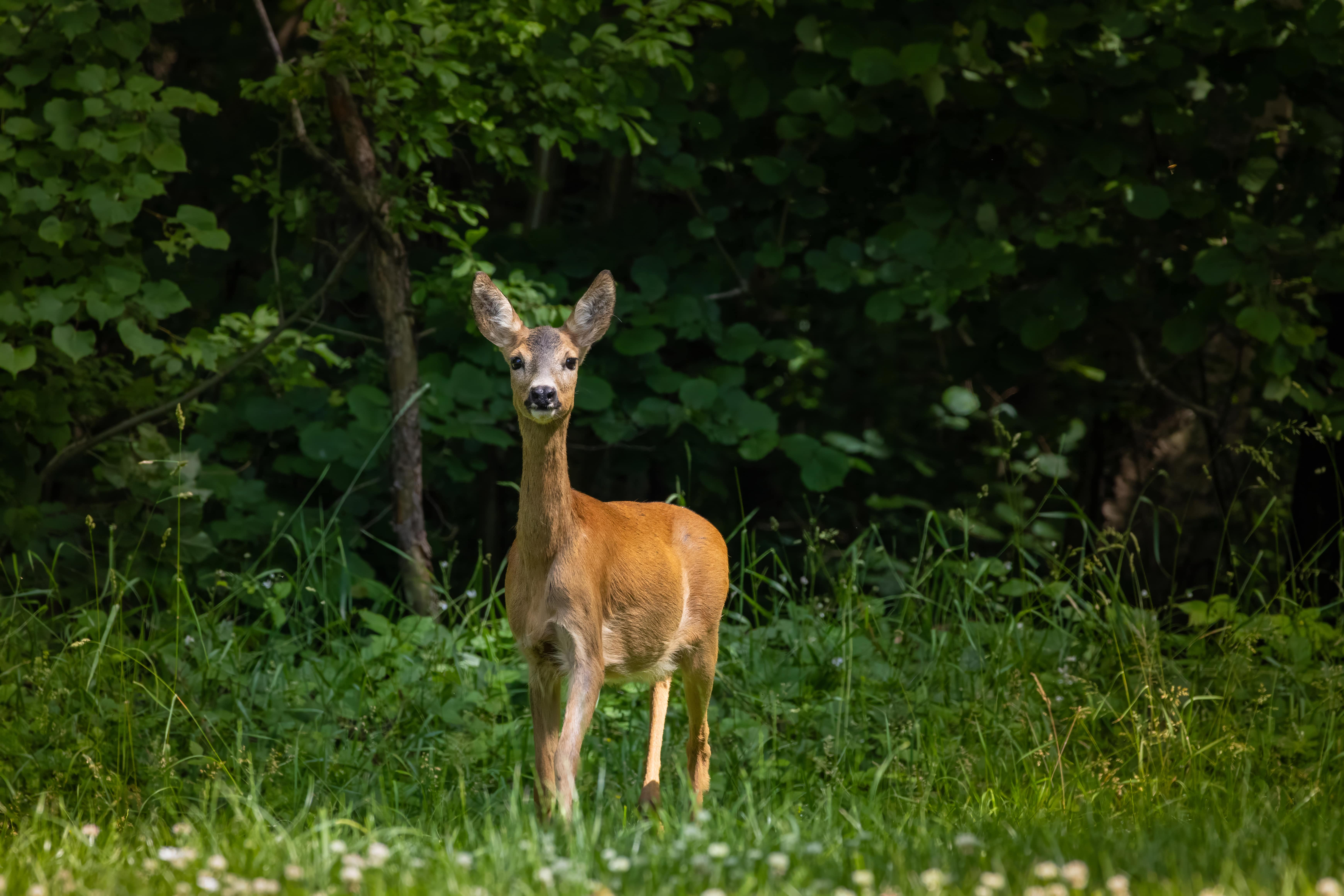 Deer in landscape - professional deer control