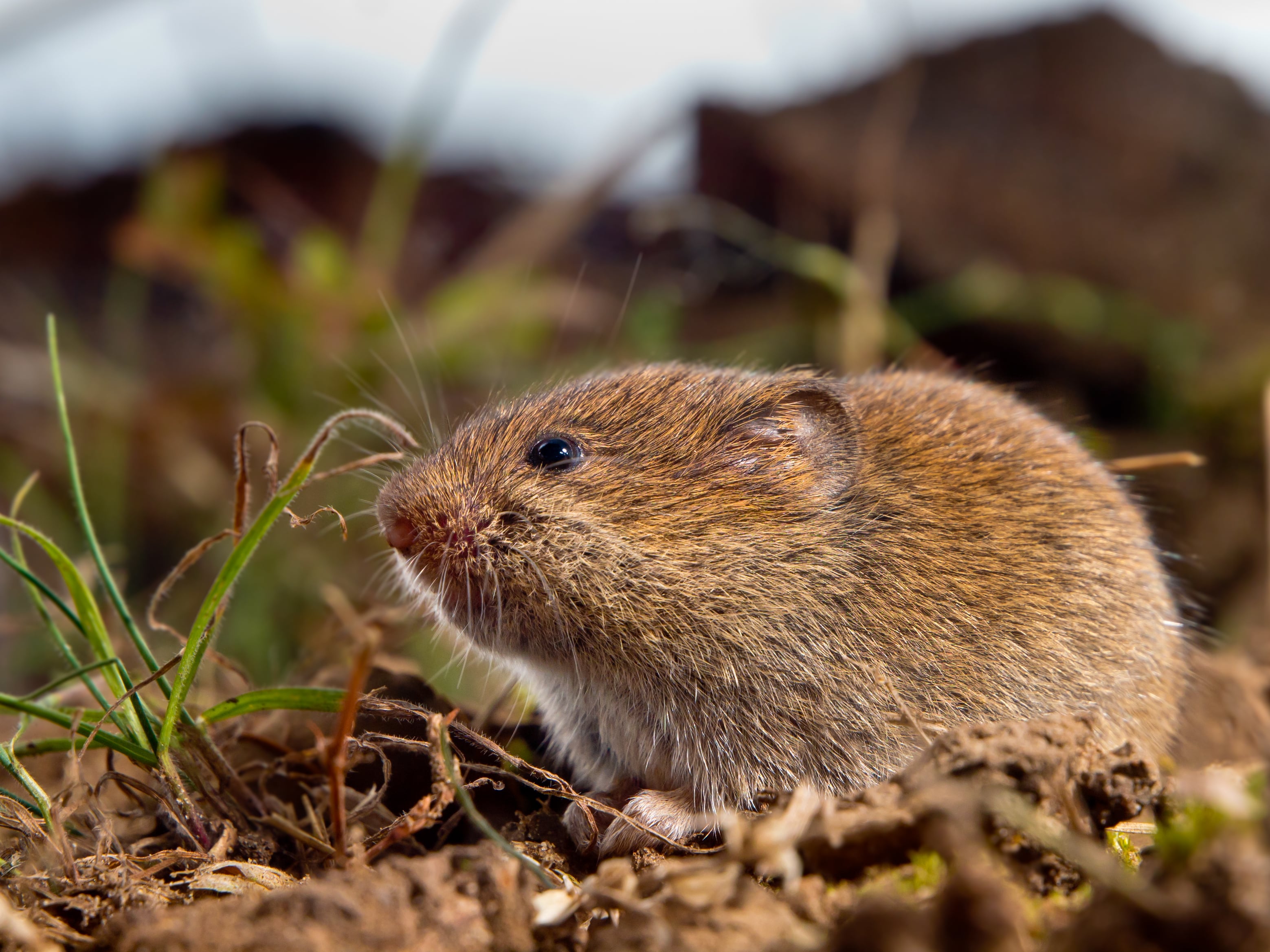 Vole in natural habitat