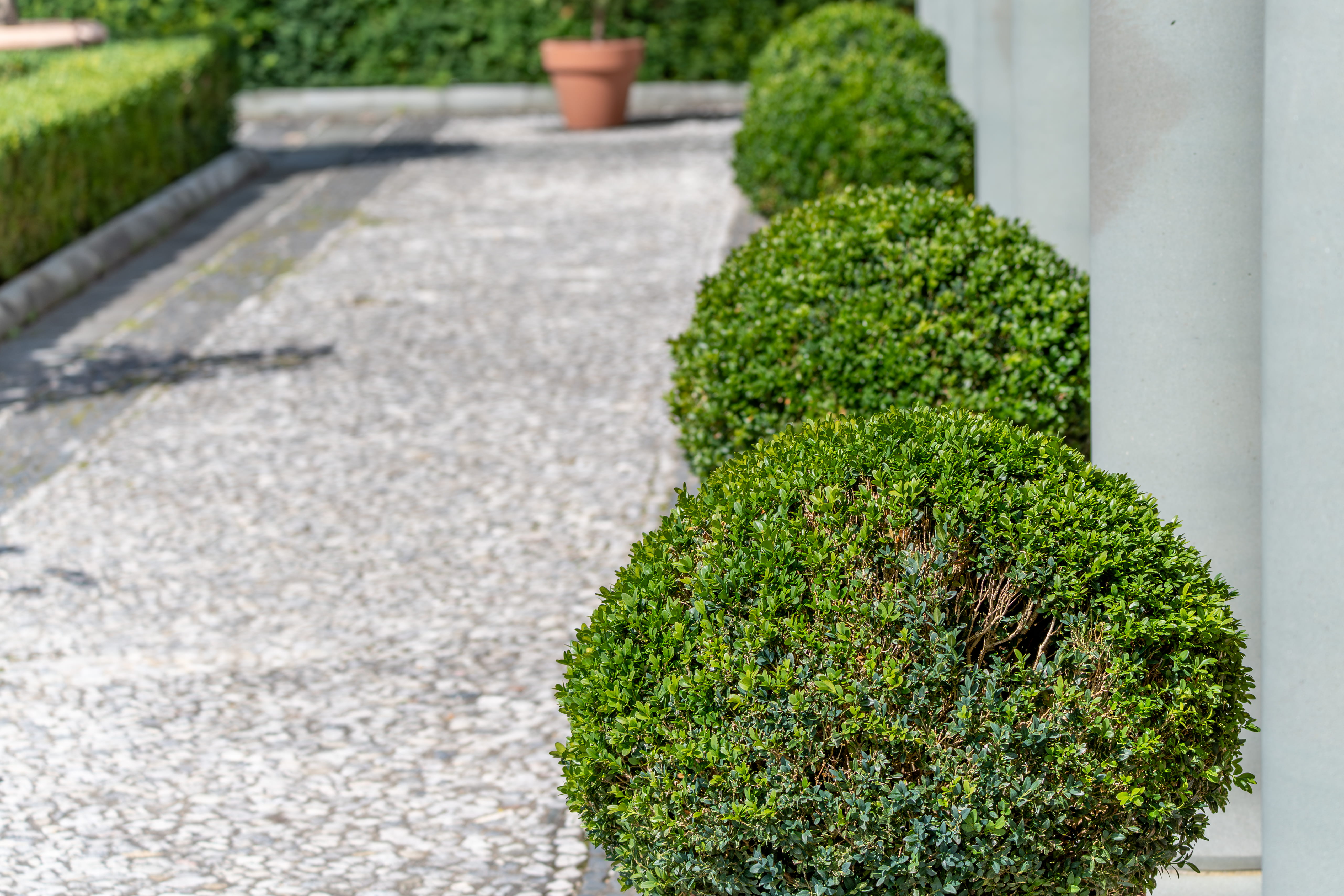 Deep root fertilization for trees and shrubs