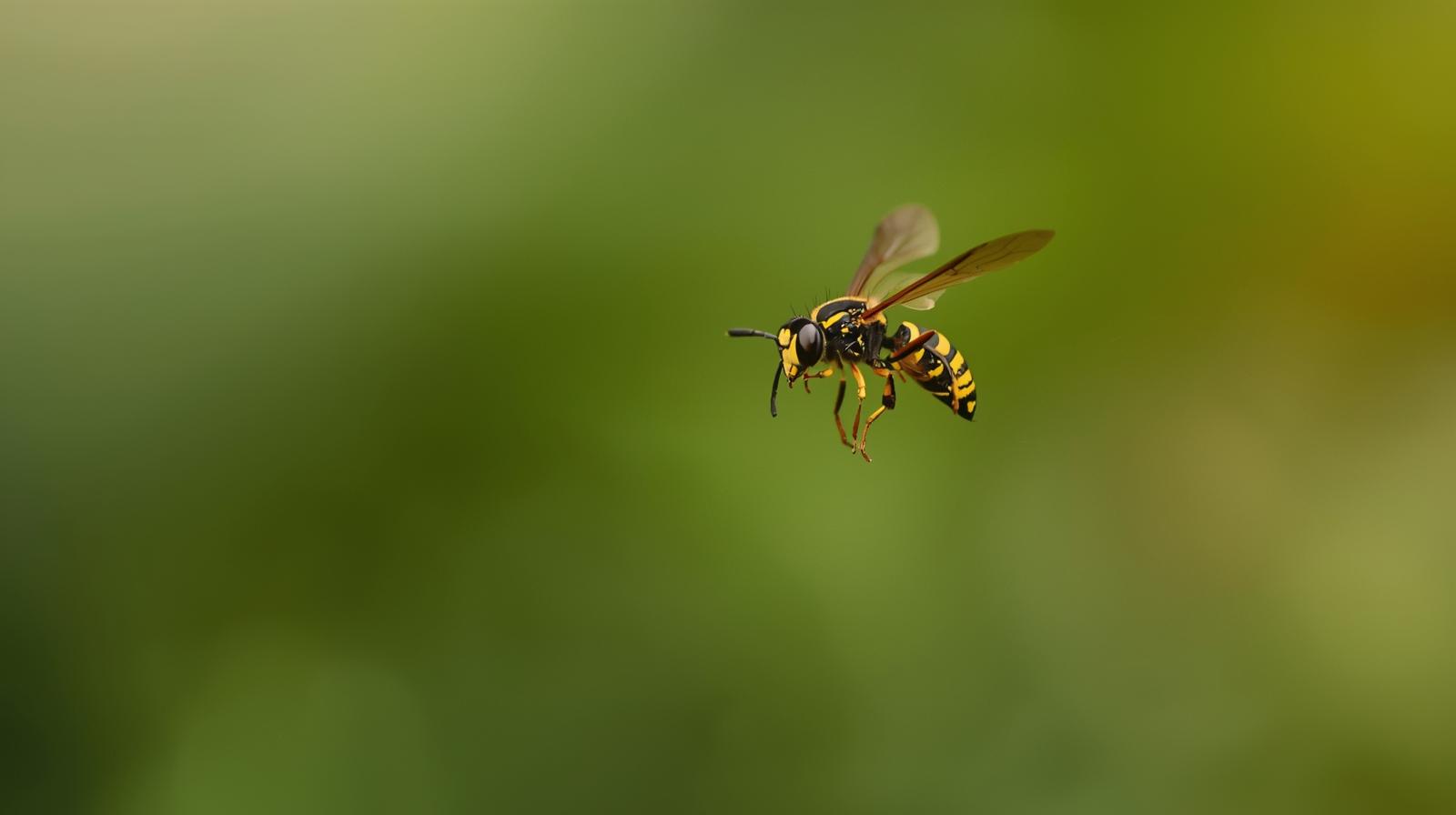 Wasp flying in natural environment